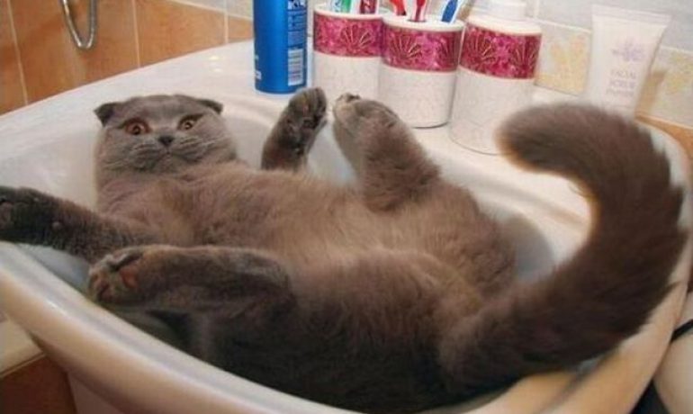 Por qué a los gatos les gustan tanto las bañeras