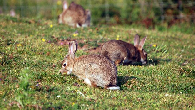Qué es la coccidiosis en conejos