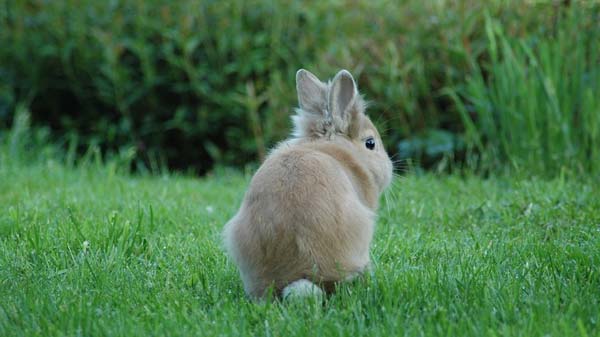 Qué es la mastitis en conejos