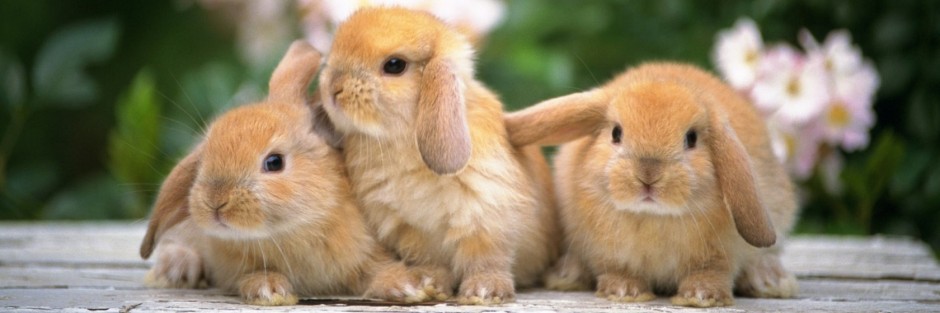 Qué hacer ante la fiebre en conejos