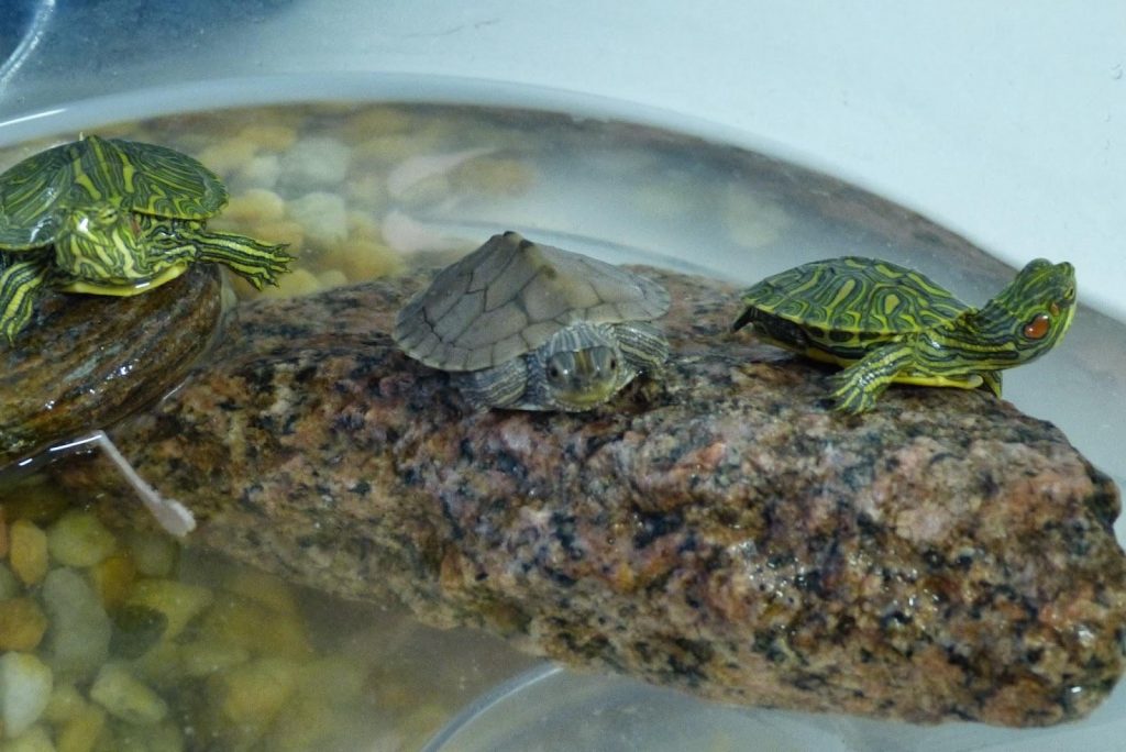 Qué necesita un acuaterrario para tortugas