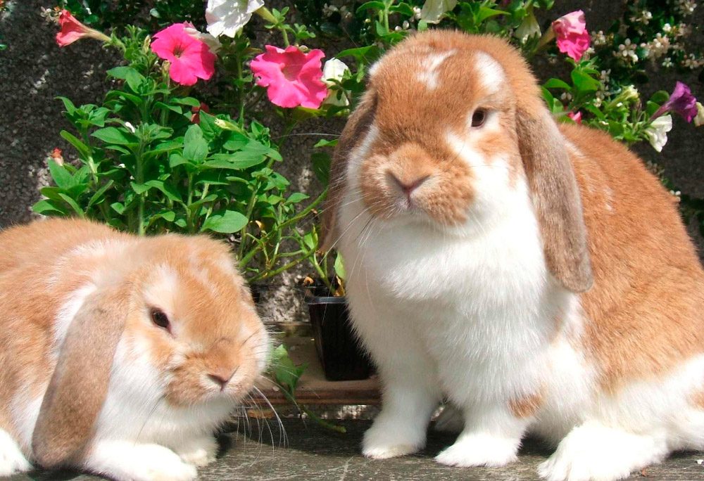 Síntomas de la conjuntivitis en conejos