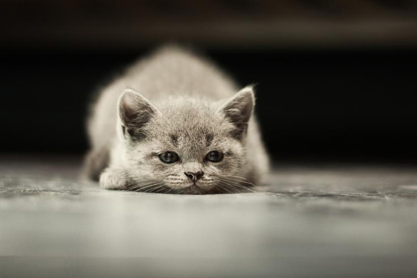 Síntomas de la depresión en gatos