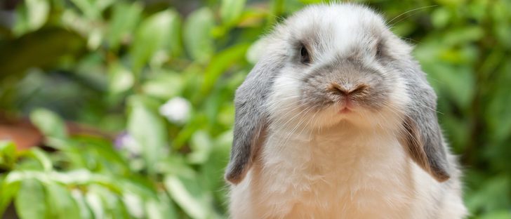 Síntomas de la mastitis en conejos
