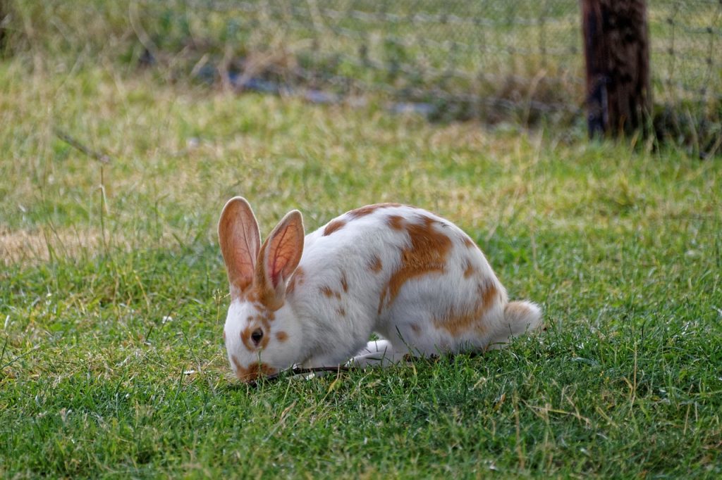 Síntomas de la otitis en conejos