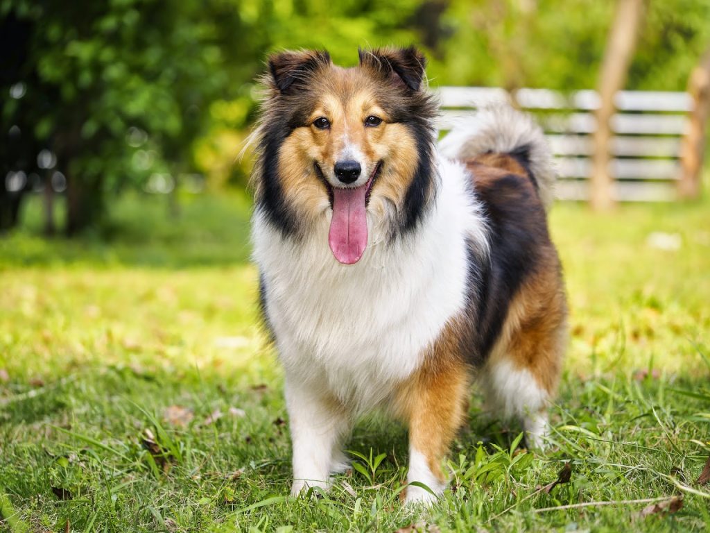 Síntomas de la siringomielia en perros