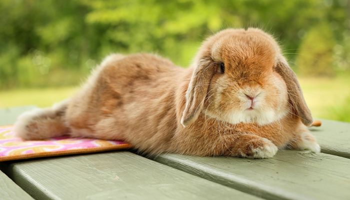 Síntomas del estrés en conejos