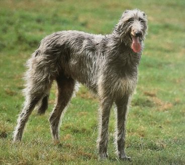 Te hablamos de la raza de perro galgo escocés o deerhound