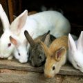 Te lo contamos todo sobre la conjuntivitis en conejos