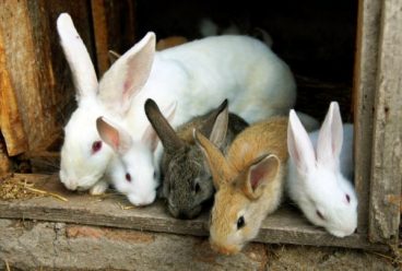 Te lo contamos todo sobre la conjuntivitis en conejos