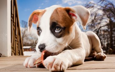 Todo lo que debes saber sobre la parainfluenza canina