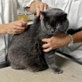 Todo lo que necesitas saber sobre la diabetes en gatos