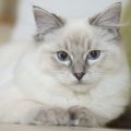 Todo lo que necesitas saber sobre la raza de gato javanés