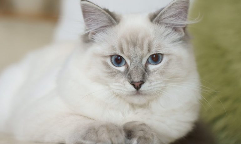 Todo lo que necesitas saber sobre la raza de gato javanés