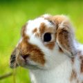 Todo lo que necesitas saber sobre las garrapatas en conejos