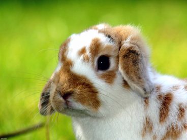 Todo lo que necesitas saber sobre las garrapatas en conejos