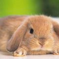 Todo sobre el estrés en conejos