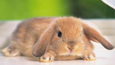 Todo sobre el estrés en conejos