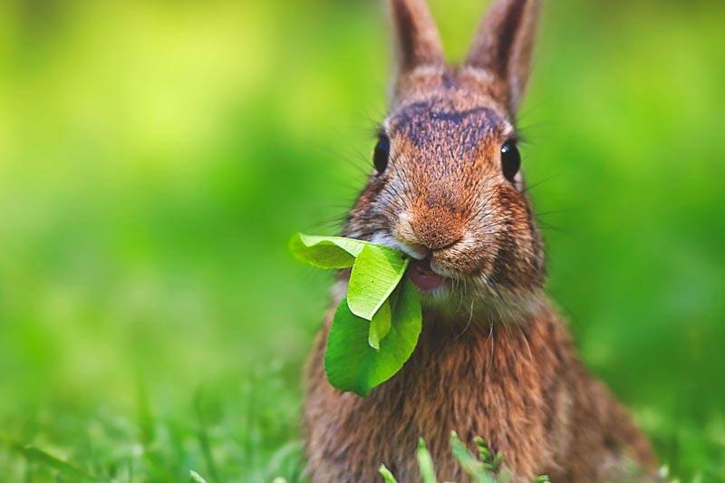 Tratamiento de la otitis en conejos