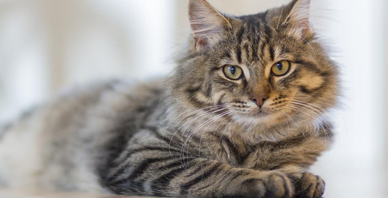Tratamiento de los parásitos externos en gatos