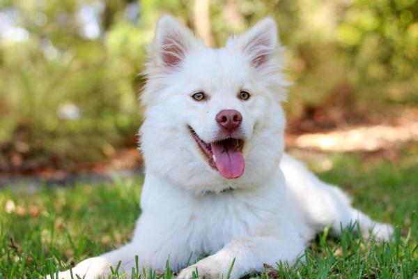 Tratamiento y cuidados de un perro con insuficiencia cardíaca