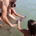 Turistas de una playa matan a una cría de delfín