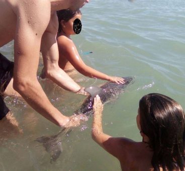 Turistas de una playa matan a una cría de delfín
