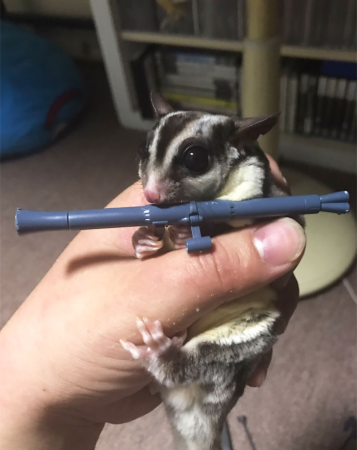 Un camaleón sujeta armas de miniatura