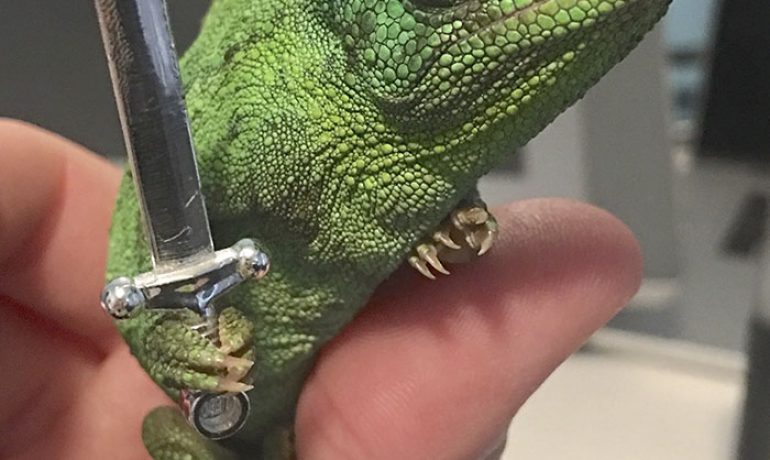Un camaleón sujeta armas de miniatura