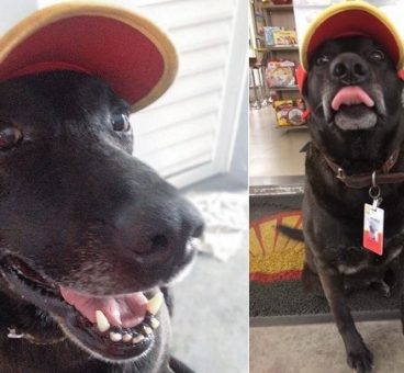 Un perro abandonado se convierte en el mejor trabajador de una gasolinera de Brasil