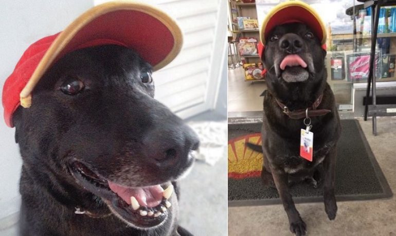 Un perro abandonado se convierte en el mejor trabajador de una gasolinera de Brasil