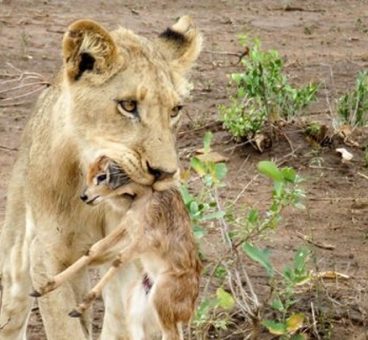 Una leona adopta a una cría de antílope