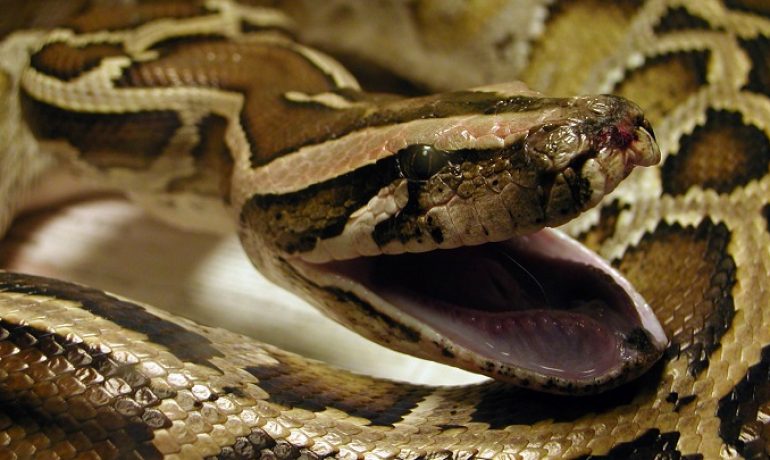 Una serpiente queda atrapada en la dilatación de la oreja de una adolescente