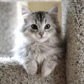 Descubre la maravillosa raza de gato siberiano