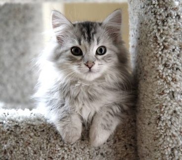 Descubre la maravillosa raza de gato siberiano