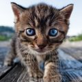10 Razones para tener un gato como mascota