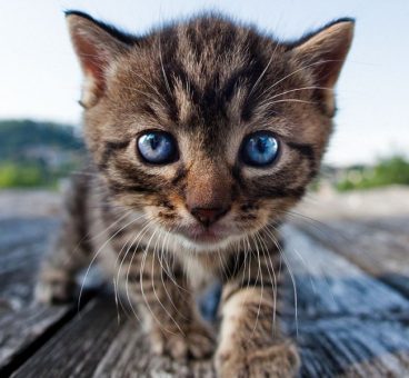 10 Razones para tener un gato como mascota