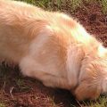 6 Consejos para que mi perro deje de cavar en el jardín