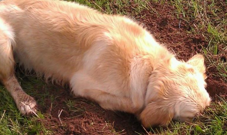 6 Consejos para que mi perro deje de cavar en el jardín