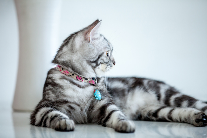 Características de la raza de gato American shorthair