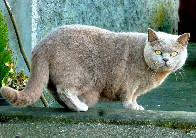 Características de la raza de gato Chartreux