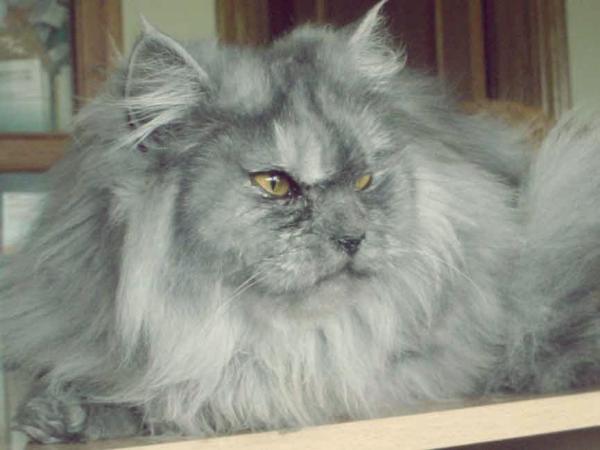 Características del gato persa gris