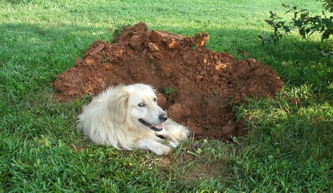 Consejos para que mi perro deje de cavar