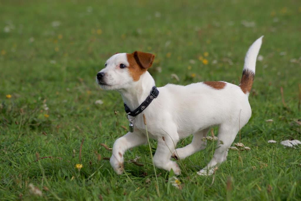 Cuánto Dura La Gestación De Un Perro Te Lo Contamos Todo