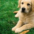 Cómo detectar la artrosis canina y ayudar a tu perro a sentirse mejor