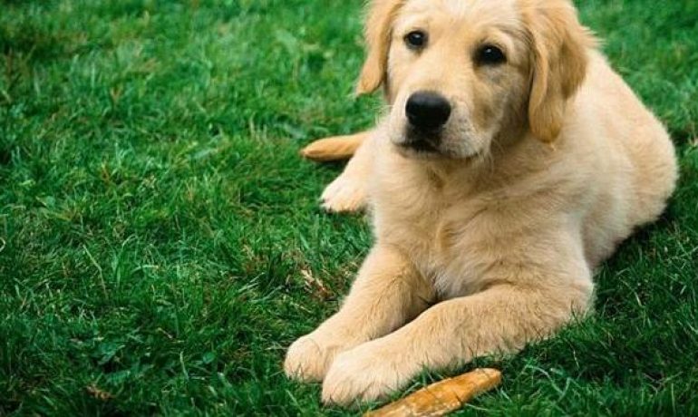 Cómo detectar la artrosis canina y ayudar a tu perro a sentirse mejor