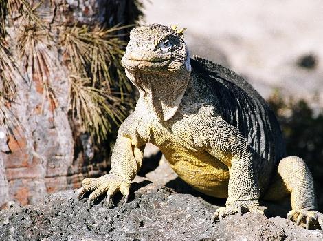 Cómo es la iguana terrestre de las Galápagos