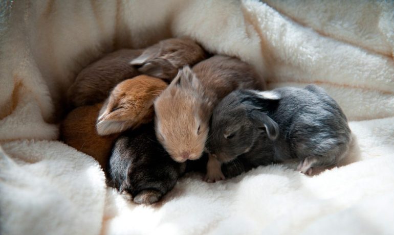Cómo llevar a cabo la cría de conejos