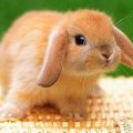 Descubre la mixomatosis en conejos