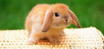 Descubre la mixomatosis en conejos